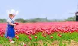 泥洼树兰最新爆料,揭开神秘植物背后的传奇故事